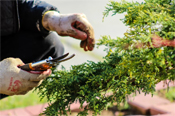 Do Some Gardening