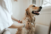 Wash you Pet